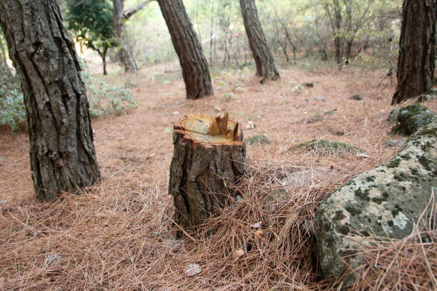 How Our Tree Care Process Works  in  Aberdeen Proving Ground, MD